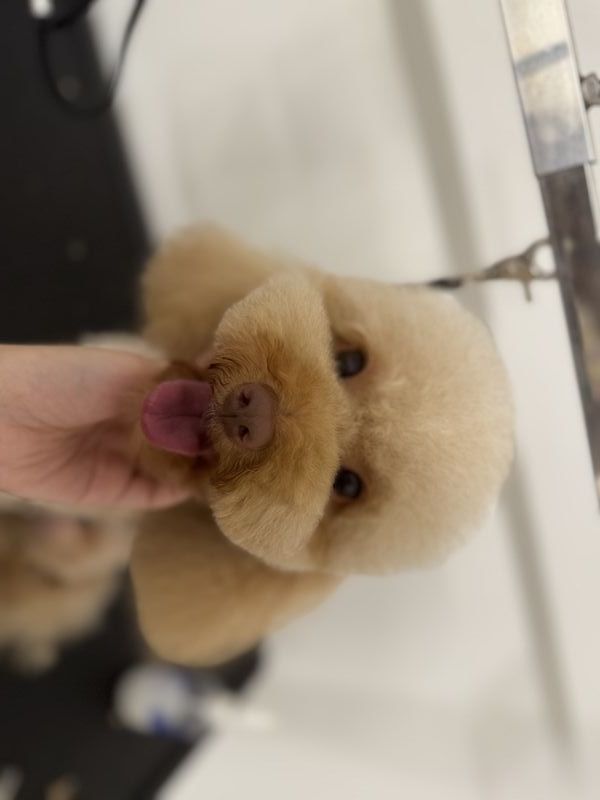 宠物美容作品
